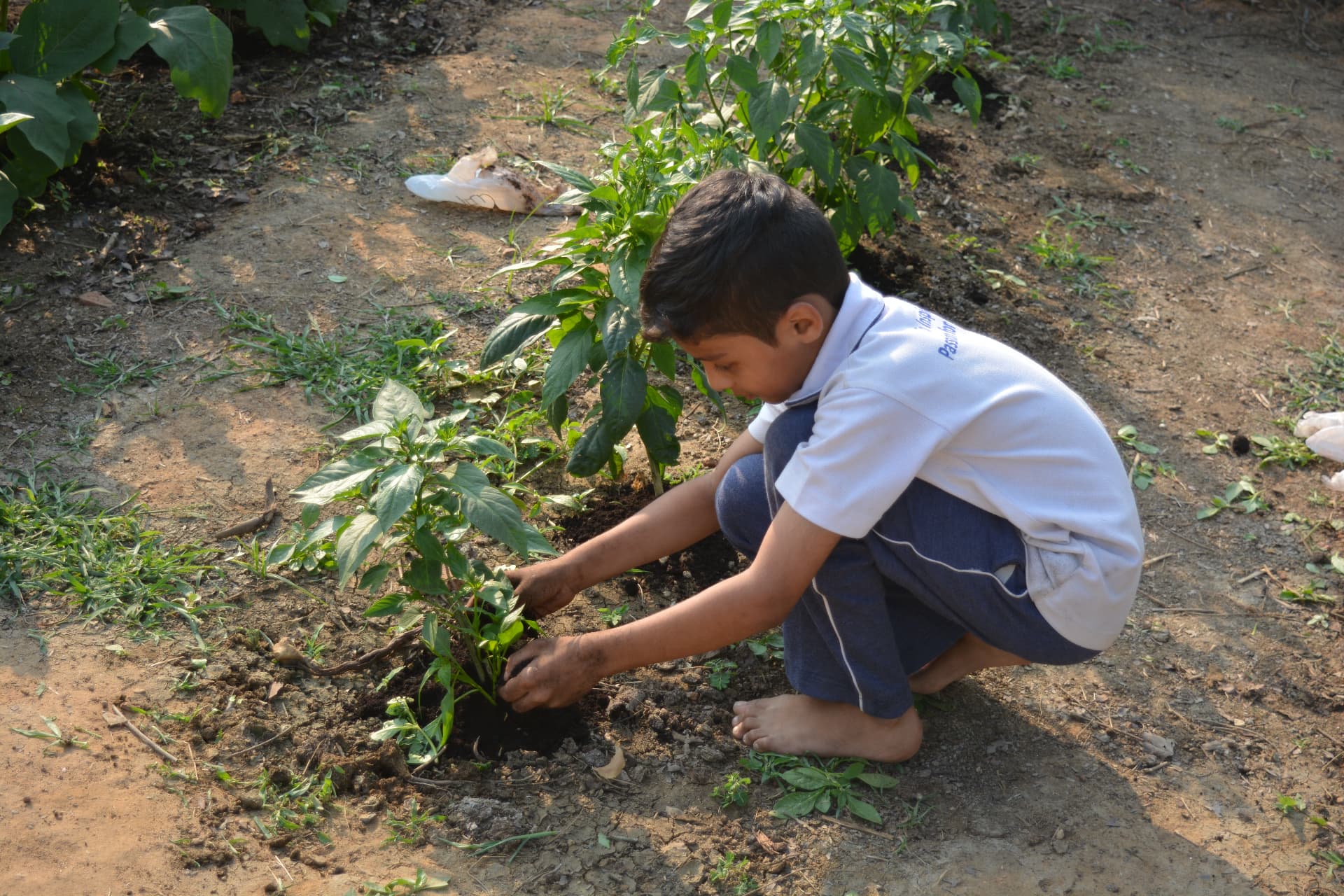 Students working on organic farming